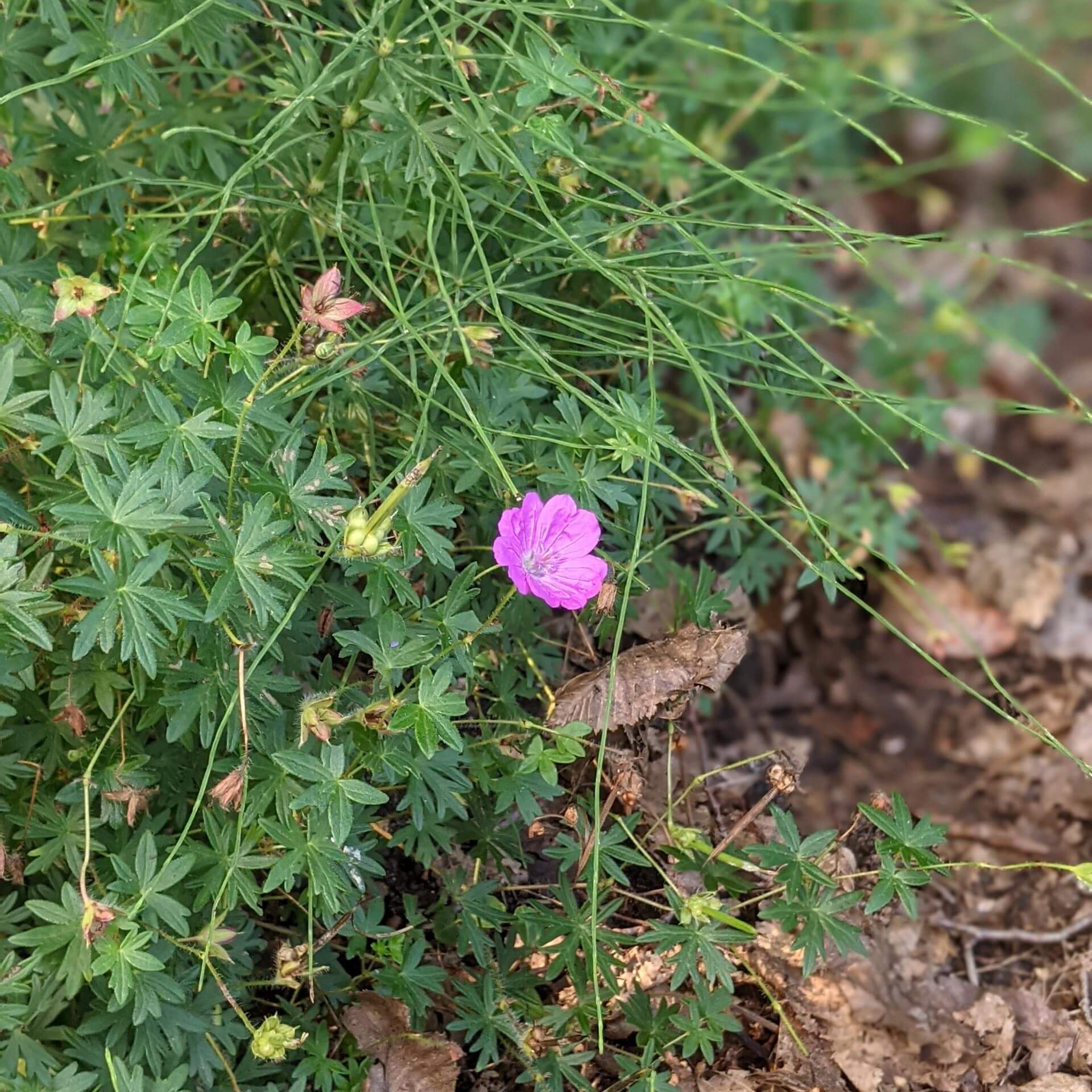 Blut-Storchschnabel 'Max Frei' (Geranium sanguineum 'Max Frei')