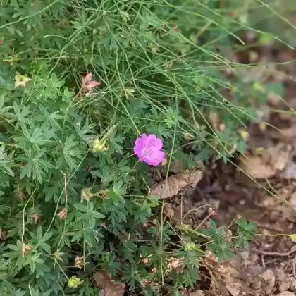 Foto von Blut-Storchschnabel 'Max Frei' (Geranium sanguineum 'Max Frei')
