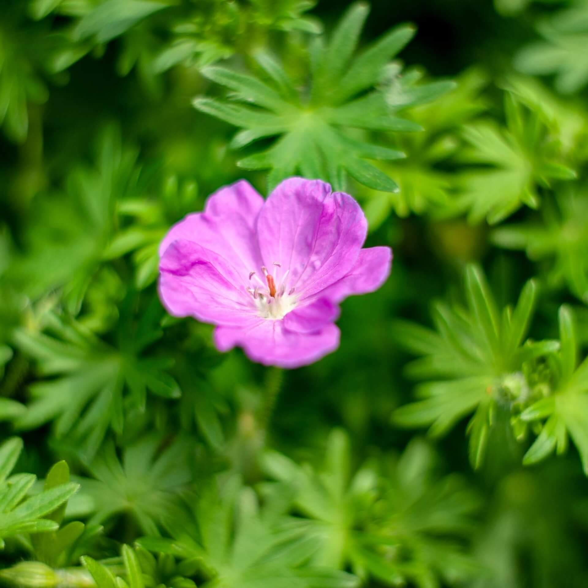 Blut-Storchschnabel 'Nanum' (Geranium sanguineum 'Nanum')