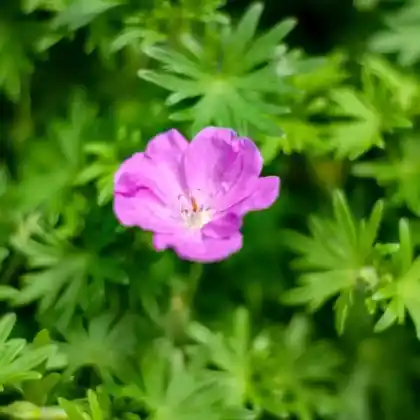 Foto von Blut-Storchschnabel 'Nanum' (Geranium sanguineum 'Nanum')