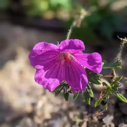 Foto von Blut-Storchschnabel 'Tiny Monster' (Geranium sanguineum 'Tiny Monster')