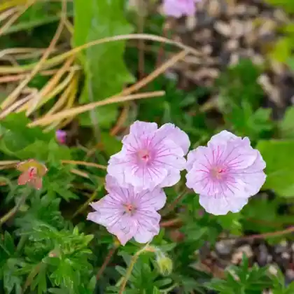 Foto von Gestreifter Storchschnabel (Geranium sanguineum var. striatum)