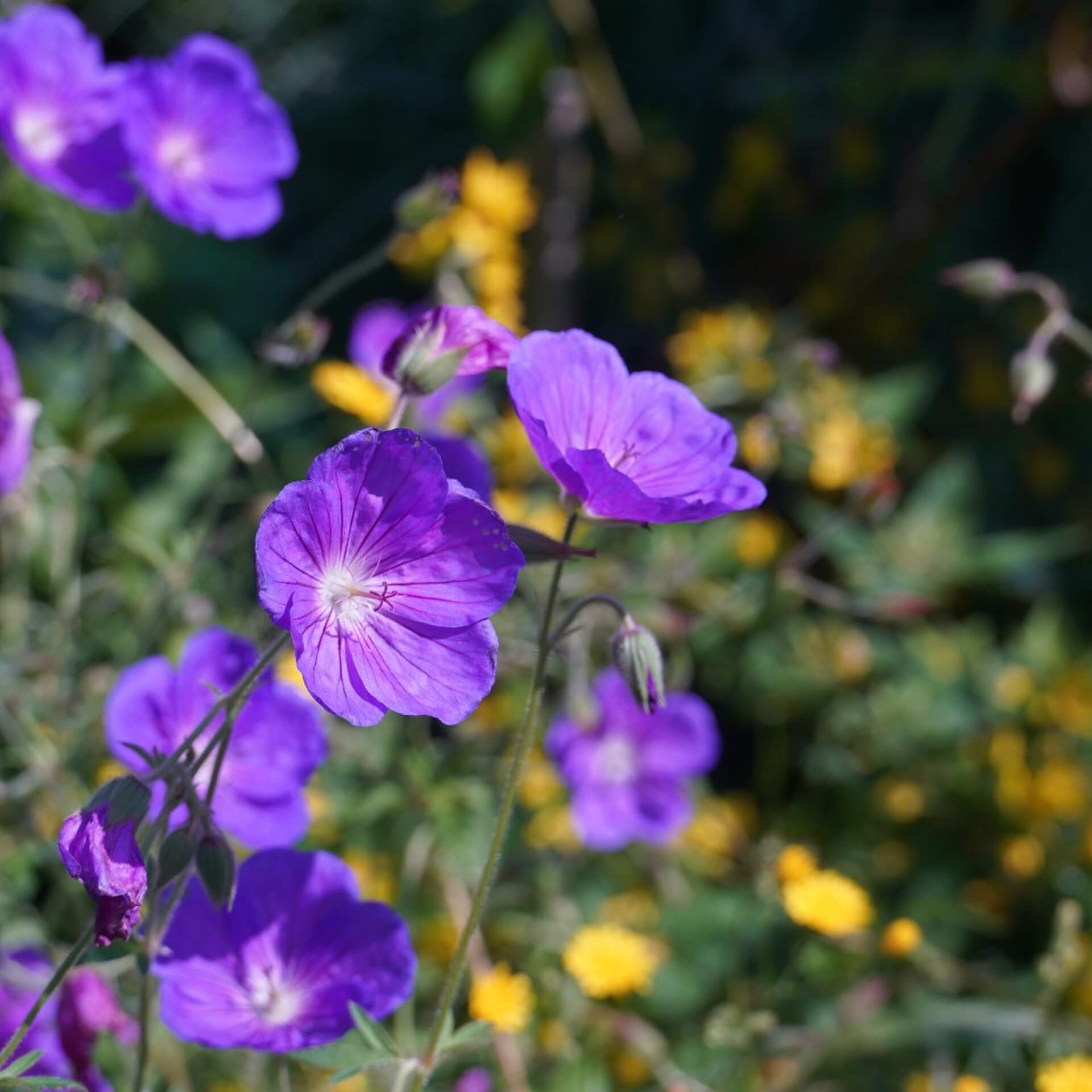 Wald-Storchschnabel (Geranium sylvaticum)