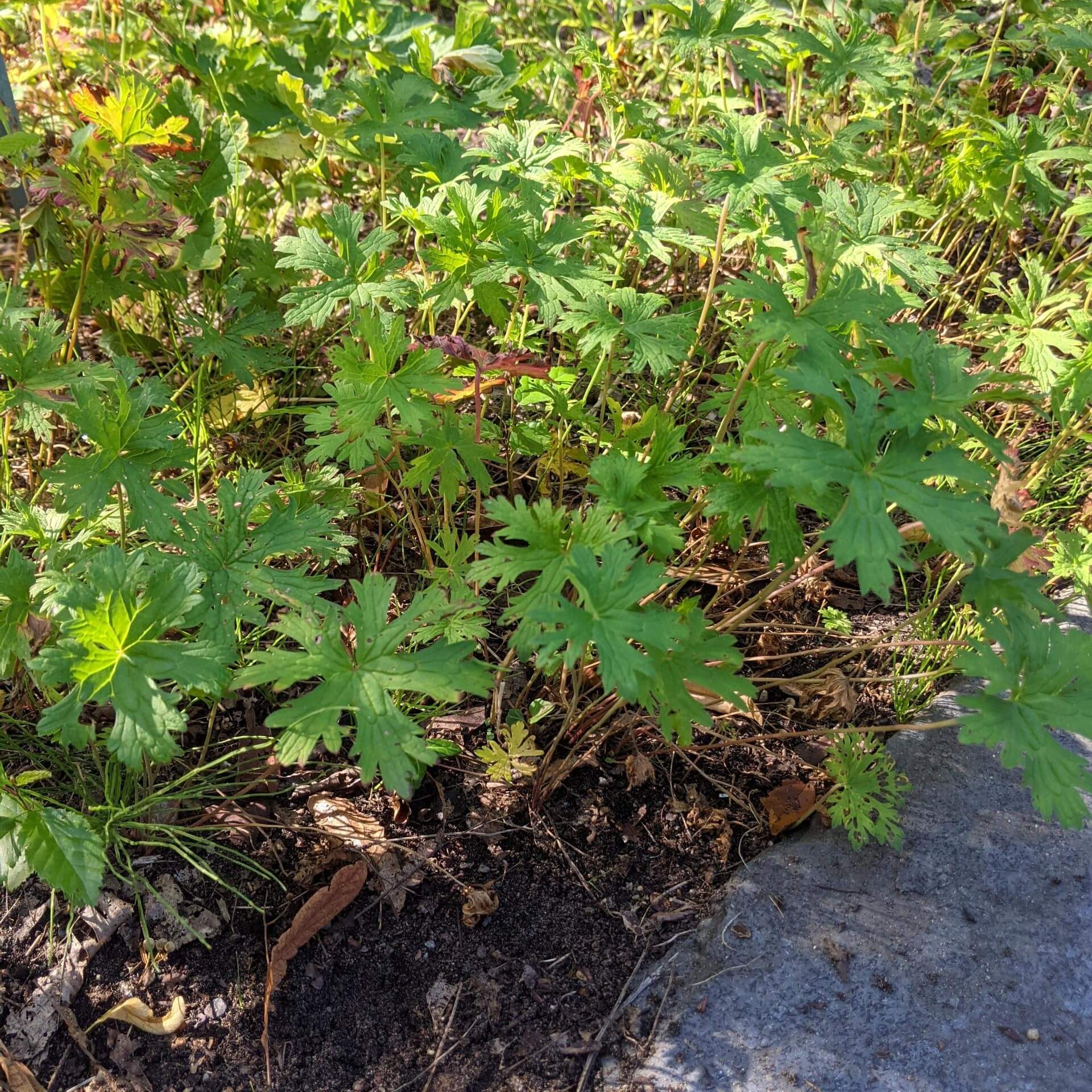 Wald-Storchschnabel 'Album' (Geranium sylvaticum 'Album')