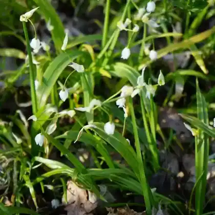 Foto von Wunder-Lauch (Allium paradoxum)