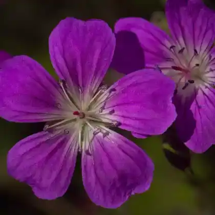 Foto von Wald-Storchschnabel 'Mayflower' (Geranium sylvaticum 'Mayflower')