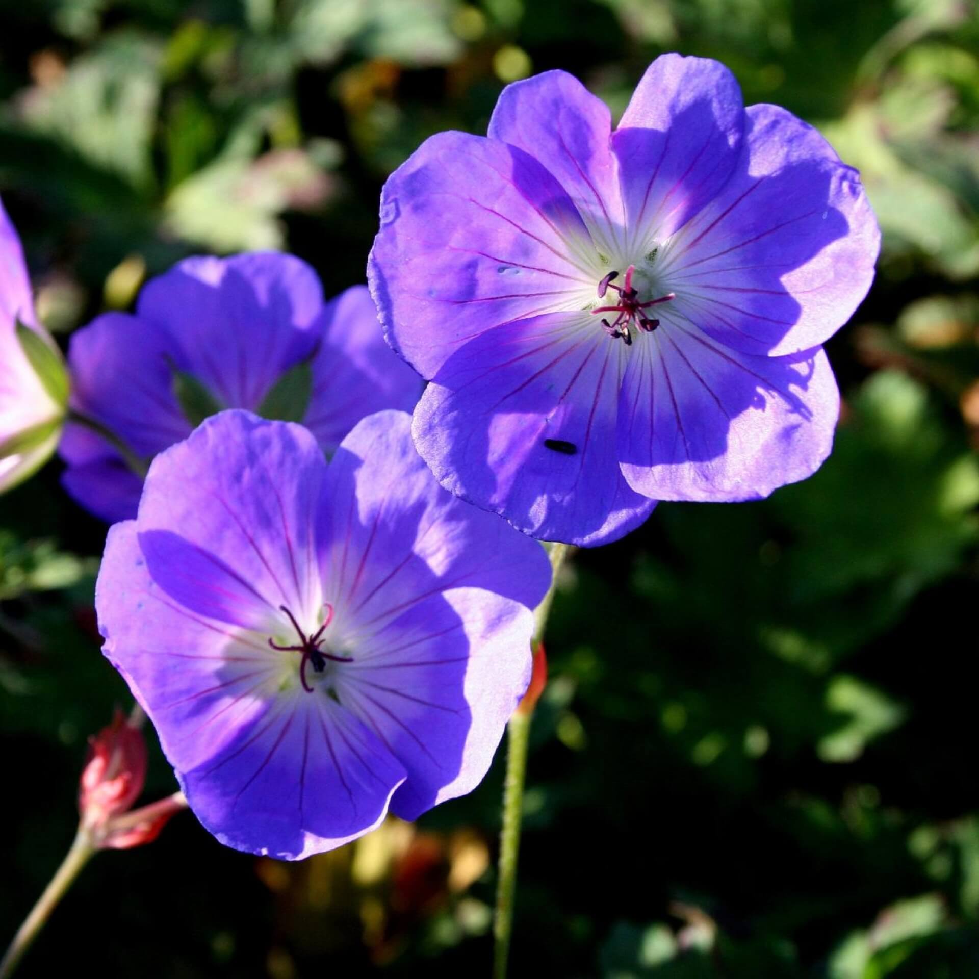 Storchschnabel 'Rozanne' (Geranium wallichianum 'Rozanne')