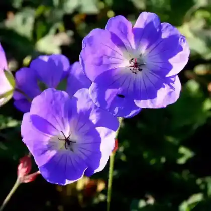 Foto von Storchschnabel 'Rozanne' (Geranium wallichianum 'Rozanne')