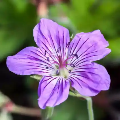 Foto von Sibirischer Storchschnabel (Geranium wlassovianum)