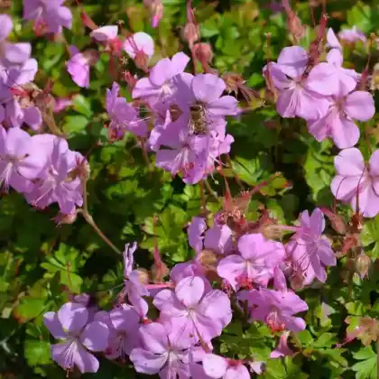 Foto von Cambridge Storchschnabel 'Biokovo' (Geranium x cantabrigiense 'Biokovo')