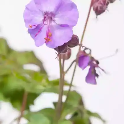 Foto von Cambridge-Storchschnabel 'Cambridge' (Geranium x cantabrigiense 'Cambridge')