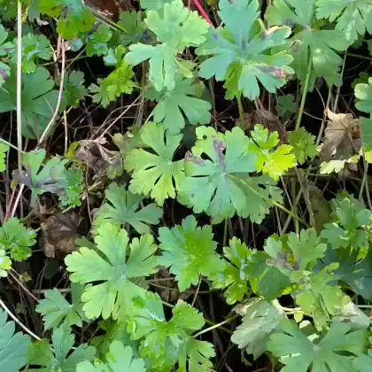 Foto von Cambridge-Storchschnabel 'Harz' (Geranium x cantabrigiense 'Harz')
