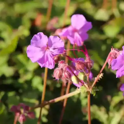 Foto von Cambridge-Storchschnabel 'Karmina' (Geranium x cantabrigiense 'Karmina')