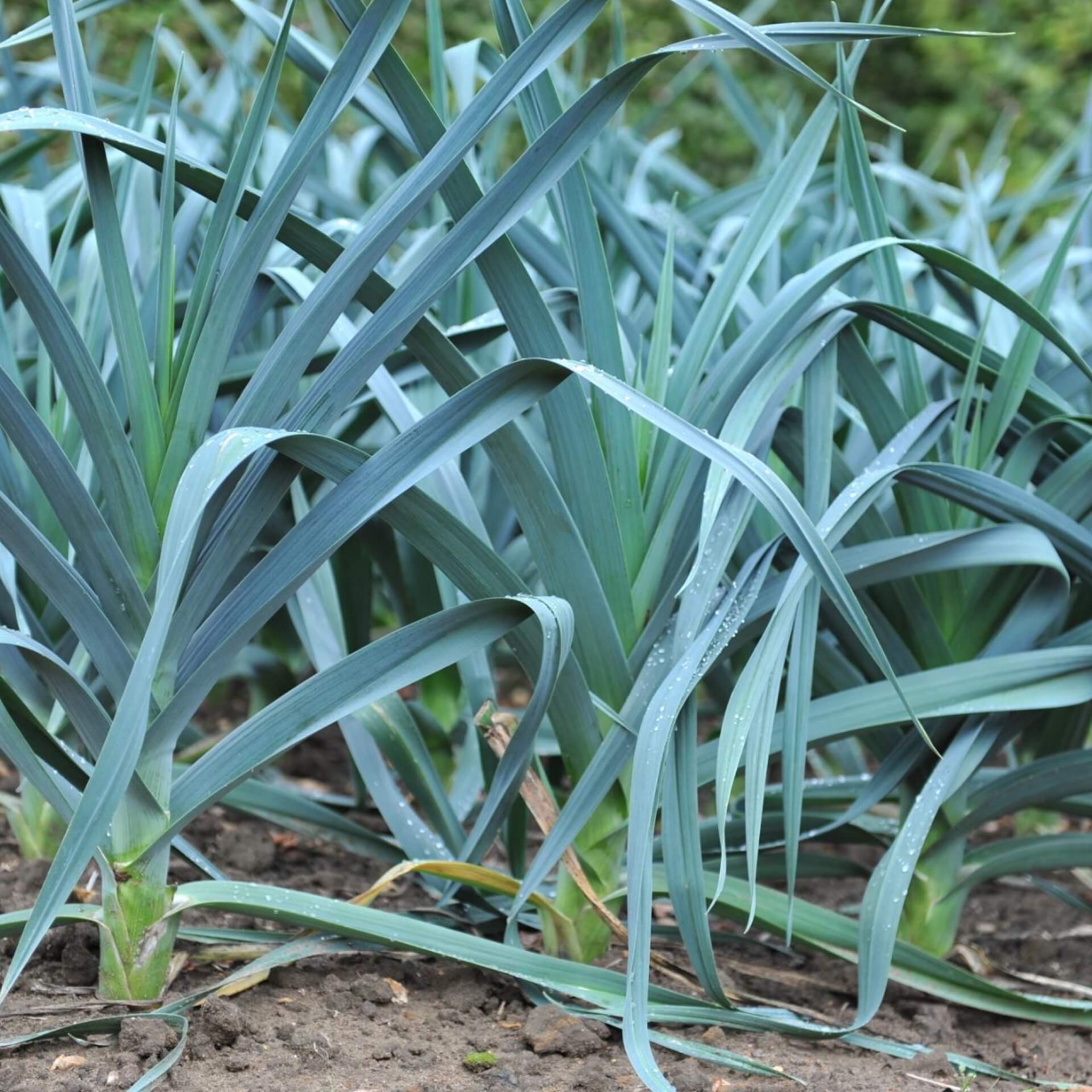 Lauch (Allium porrum)