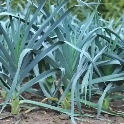 Foto von Lauch (Allium porrum)