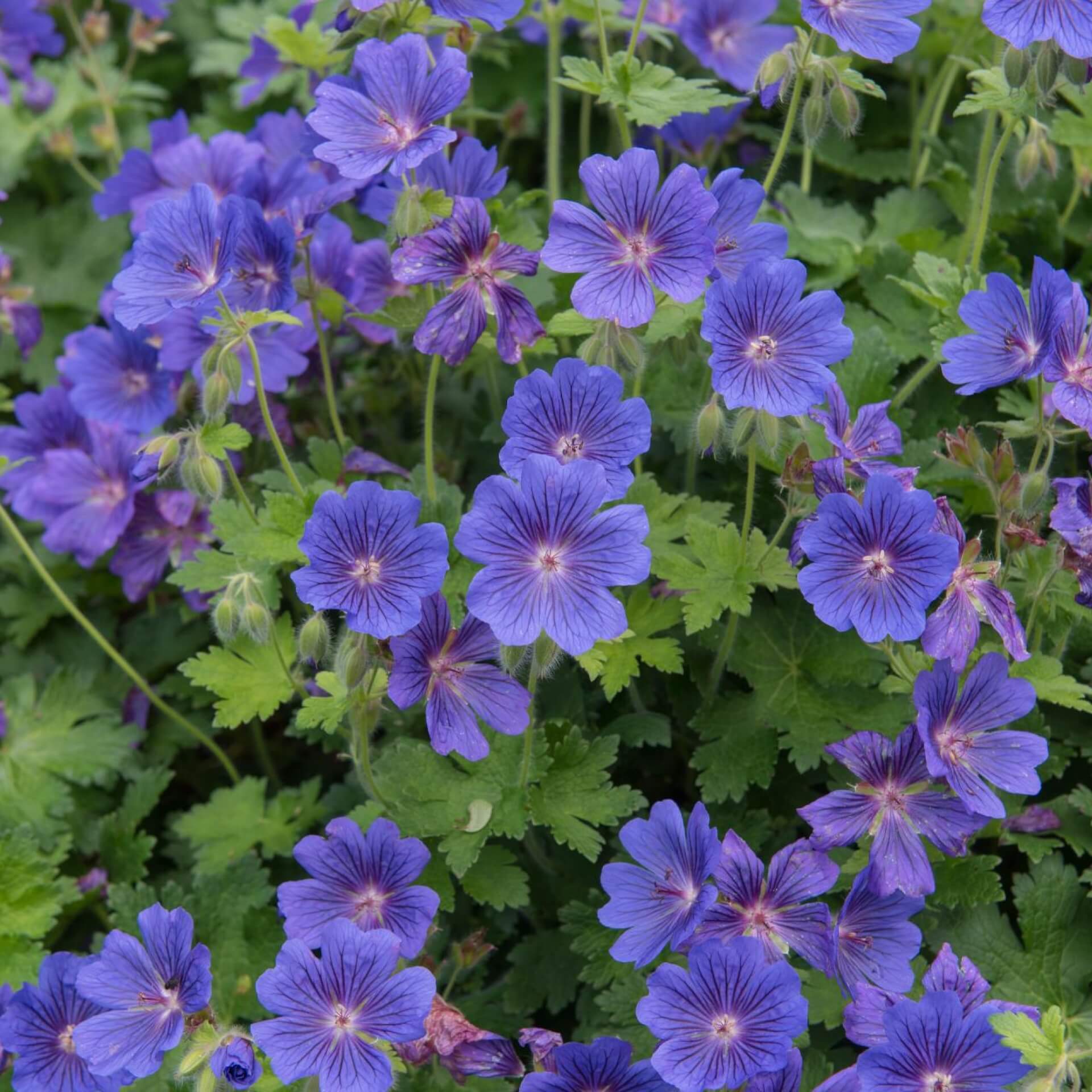 Großer Storchschnabel (Geranium x magnificum)