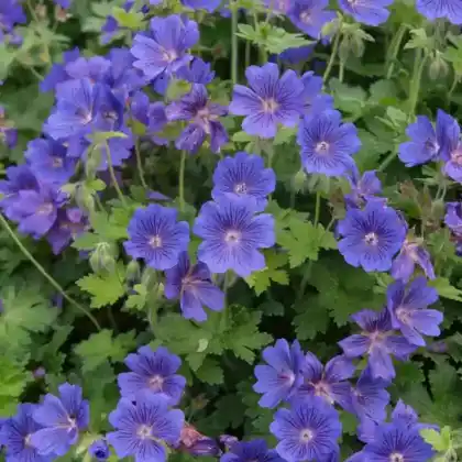 Foto von Großer Storchschnabel (Geranium x magnificum)