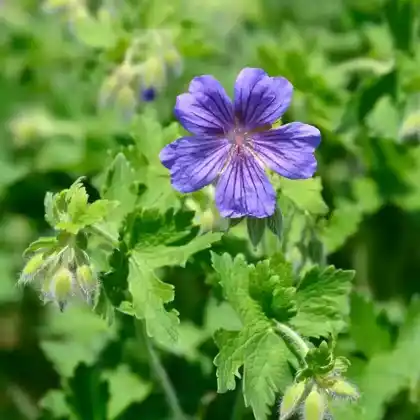 Foto von Prächtiger Storchschnabel 'Rosemoor' (Geranium x magnificum 'Rosemoor')