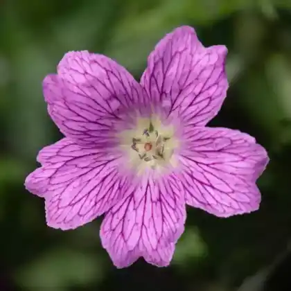 Foto von Oxford-Storchschnabel (Geranium x oxonianum)
