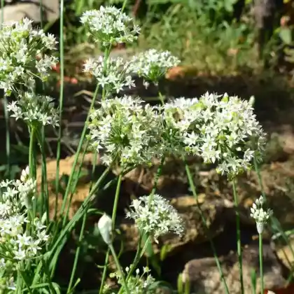 Foto von Duft-Lauch (Allium ramosum)
