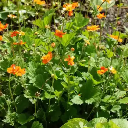 Foto von Nelkenwurz 'Borisii' (Geum coccineum 'Borisii')