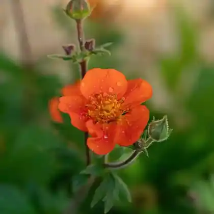 Foto von Nelkenwurz 'Feuermeer' (Geum coccineum 'Feuermeer')