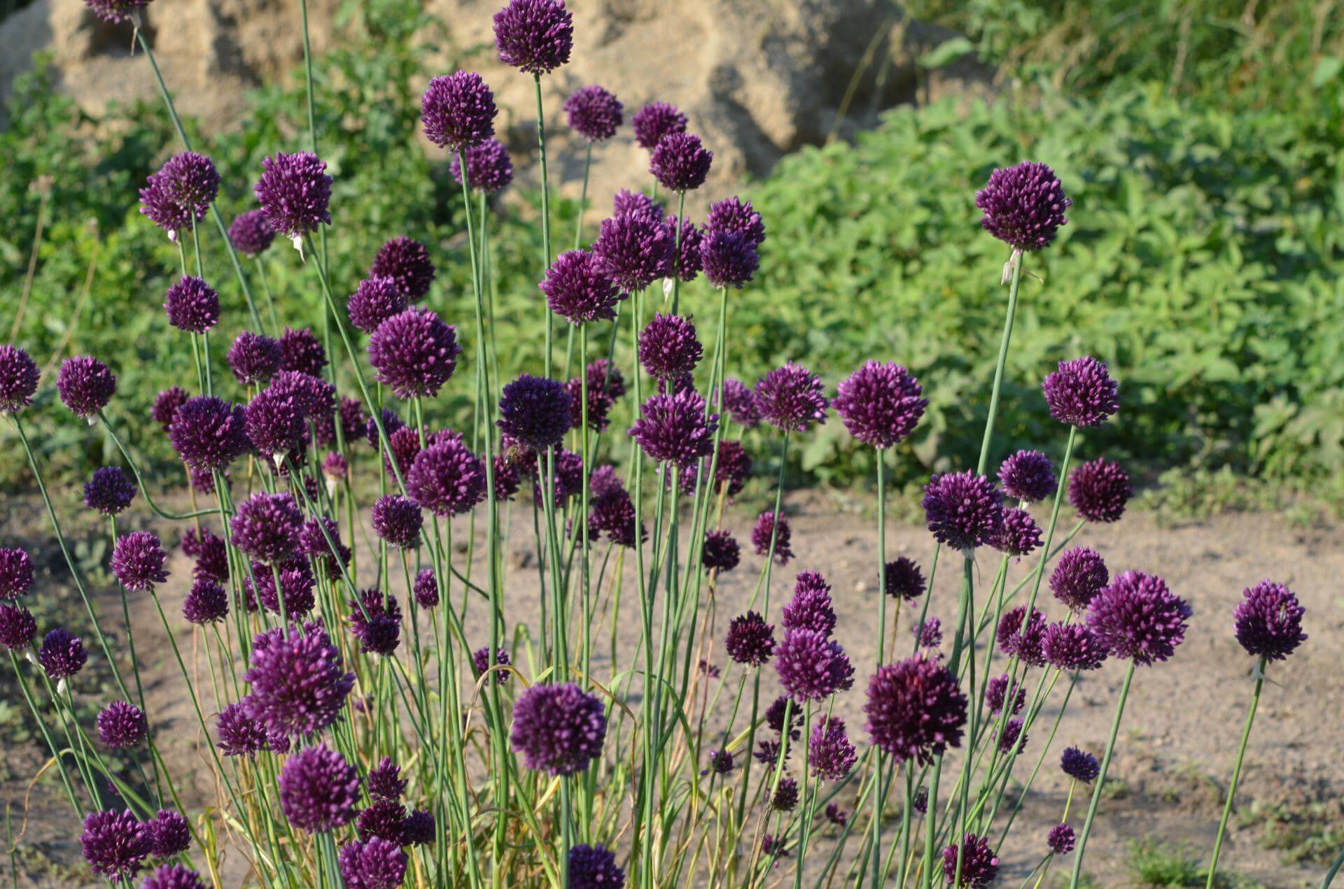 Runder Lauch / Allium rotundum