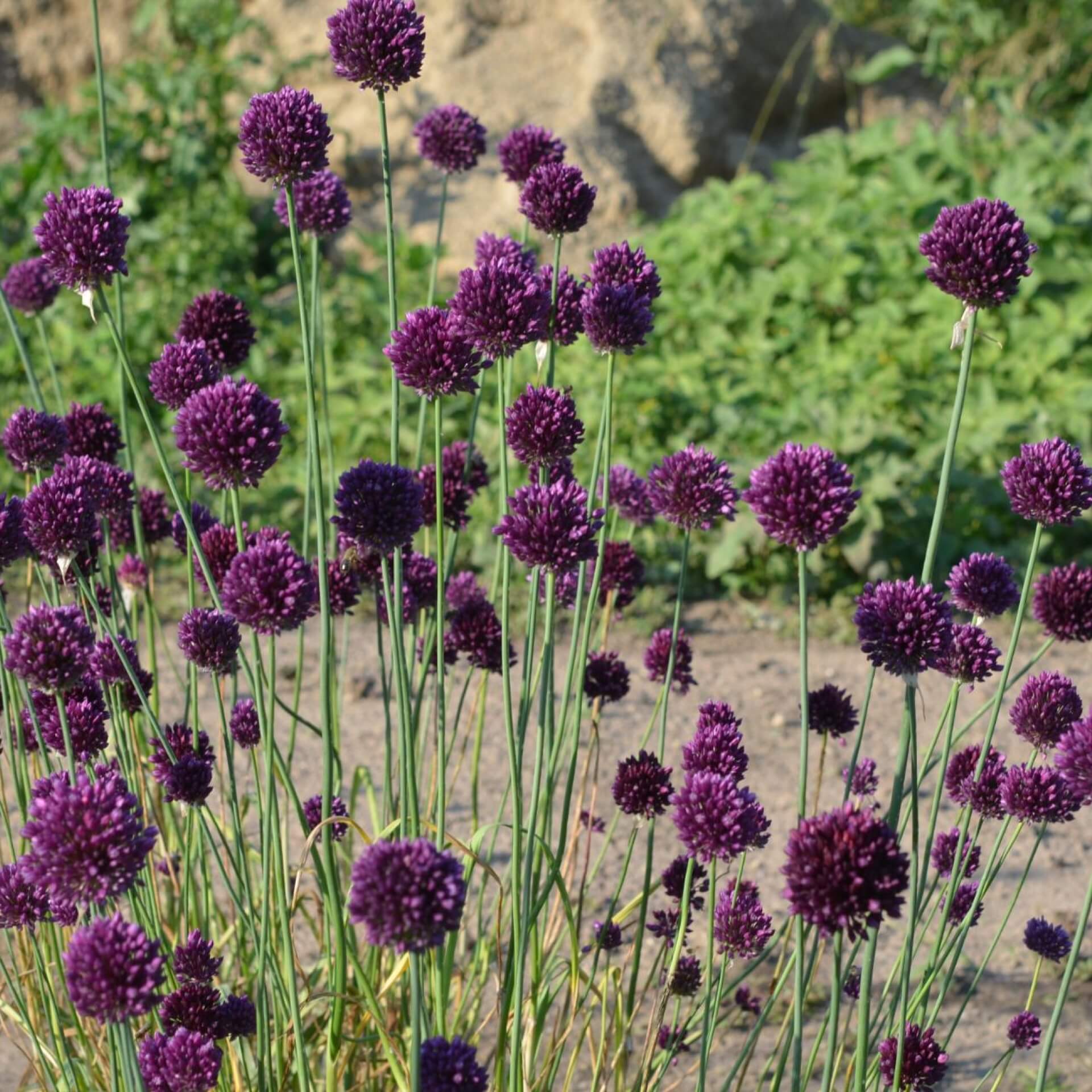 Runder Lauch (Allium rotundum)