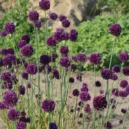 Foto von Runder Lauch (Allium rotundum)