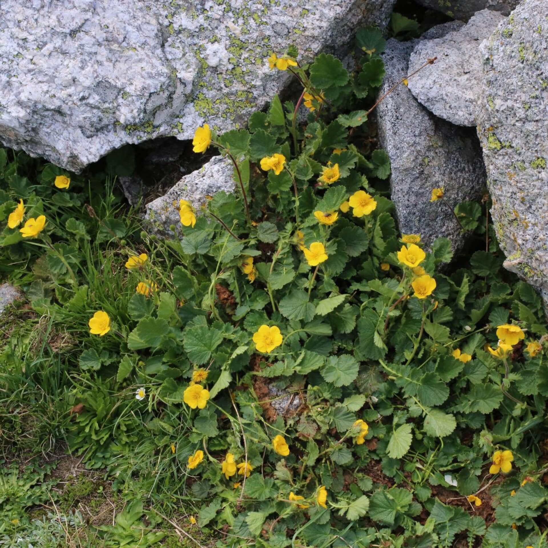 Berg-Nelkenwurz (Geum montanum)