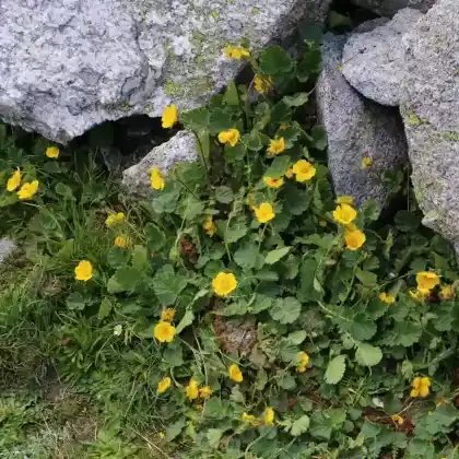 Foto von Berg-Nelkenwurz (Geum montanum)