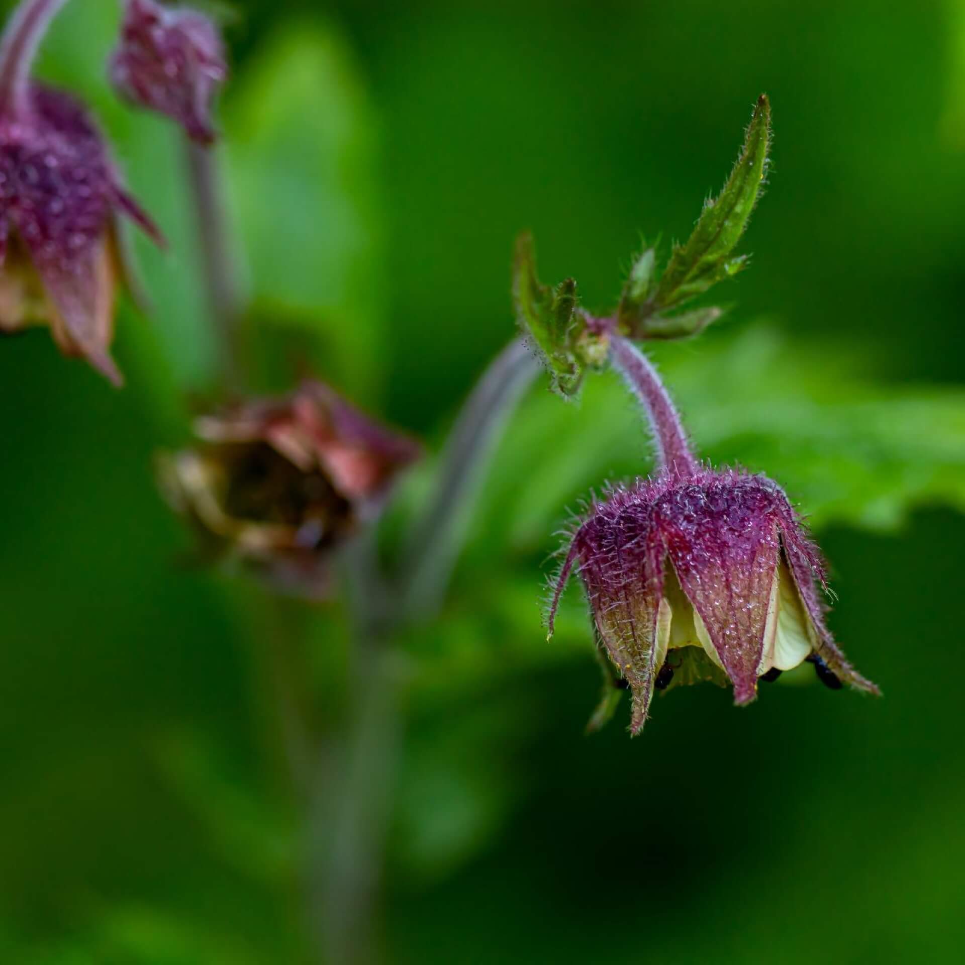 Bach-Nelkenwurz (Geum rivale)