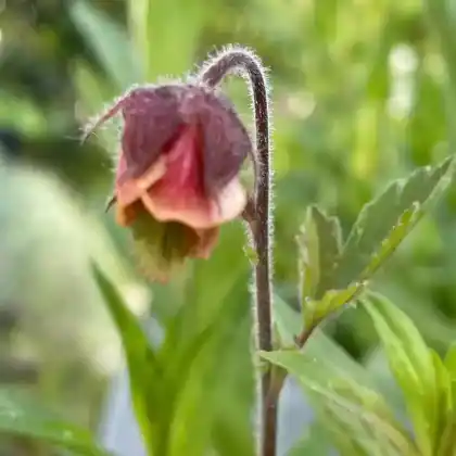 Foto von Bach-Nelkenwurz (Geum rivale)