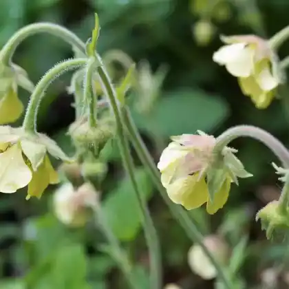 Foto von Bach-Nelkenwurz  'Lemon Drop' (Geum rivale 'Lemon Drop')