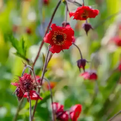 Foto von Bach-Nelkenwurz 'Leonard' (Geum rivale 'Leonard')
