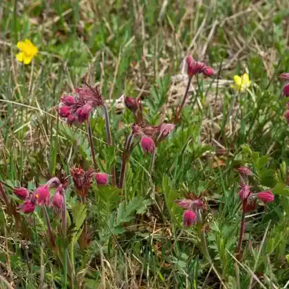 Foto von Dreiblütige Nelkenwurz (Geum triflorum)
