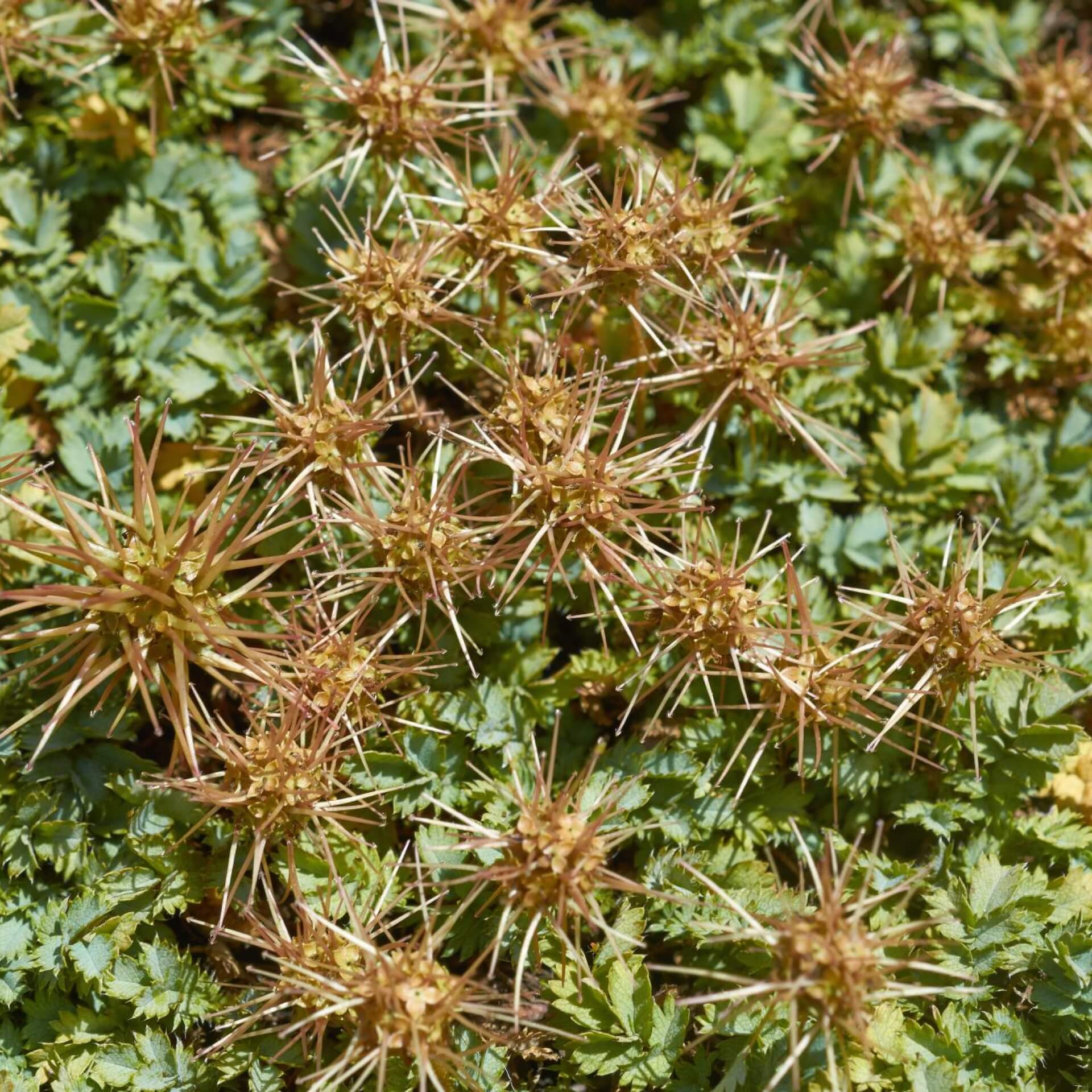 Magellan-Stachelnüsschen (Acaena magellanica)