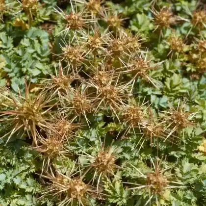 Foto von Magellan-Stachelnüsschen (Acaena magellanica)