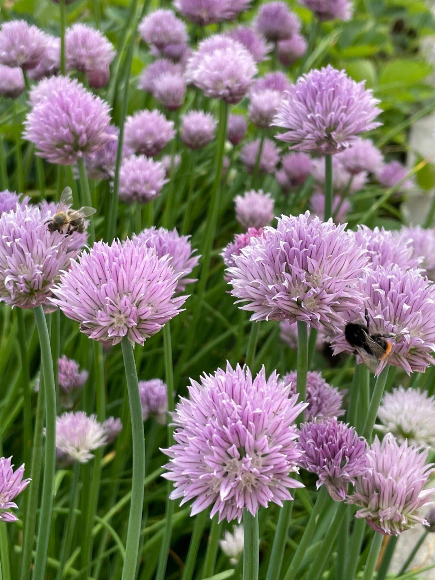 Schnittlauch / Allium schoenoprasum