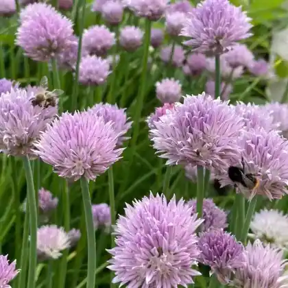 Foto von Schnittlauch (Allium schoenoprasum)