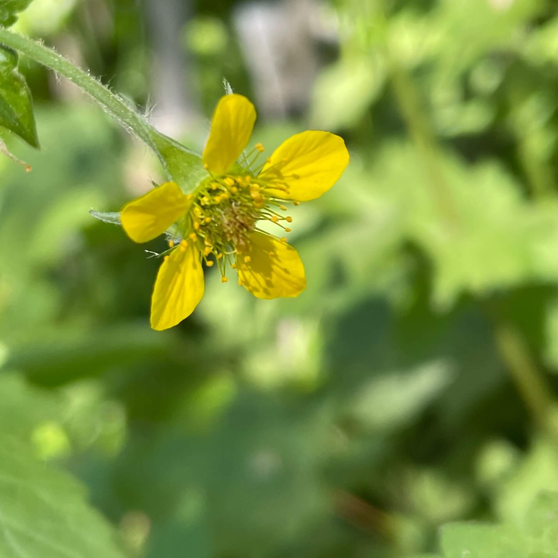 Echte Nelkenwurz (Geum urbanum)