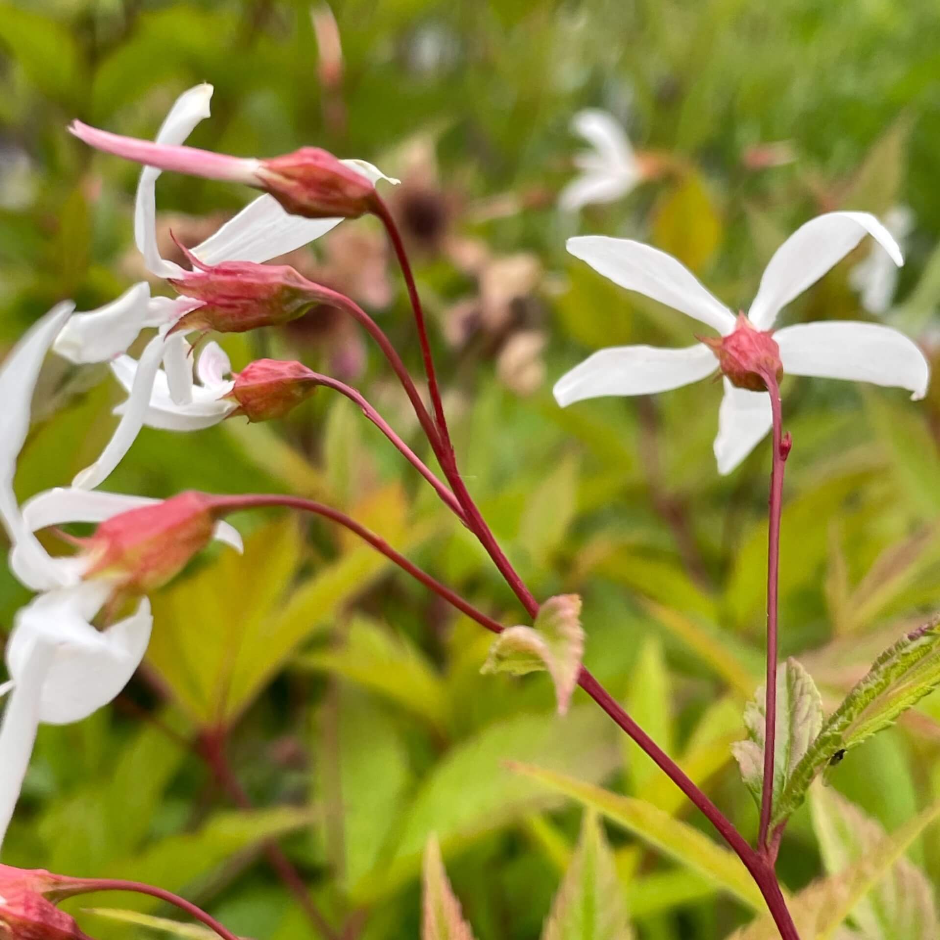 Nördliche Dreiblattspiere (Gillenia trifoliata)