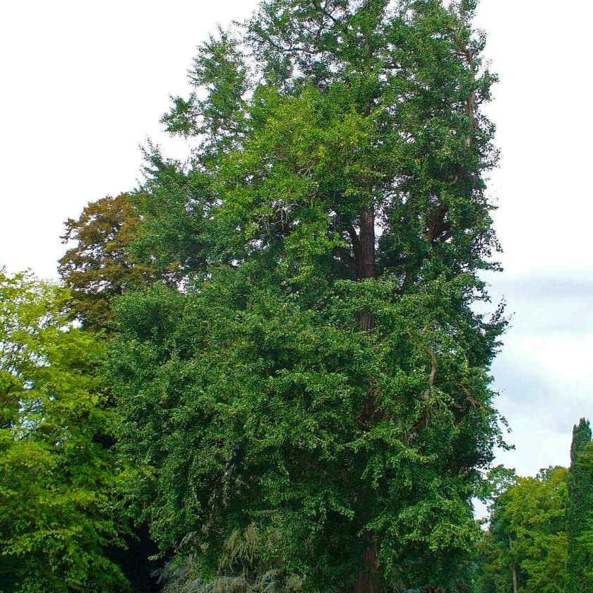 Ginkgobaum / Ginkgo biloba
