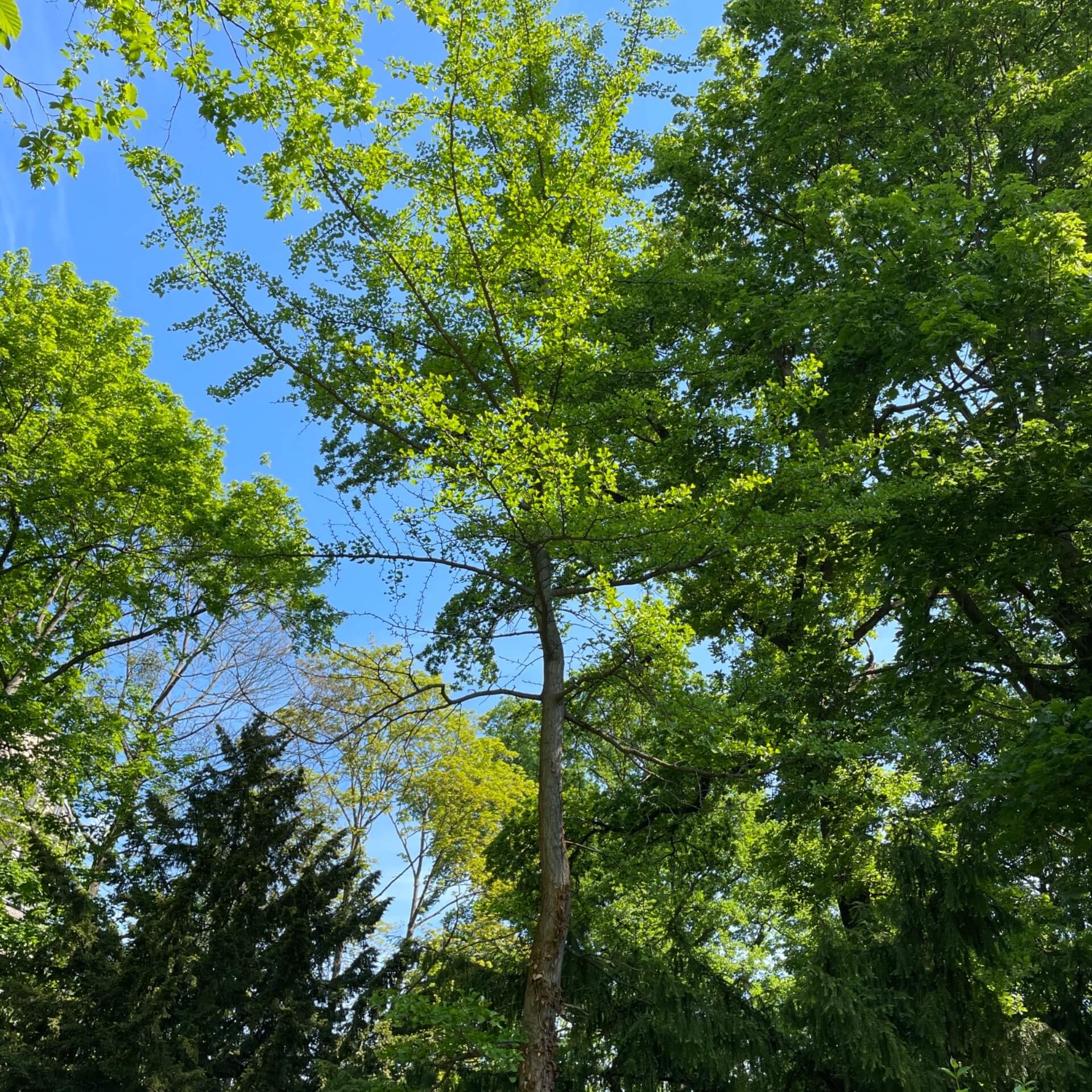 Ginkgobaum (Ginkgo biloba)