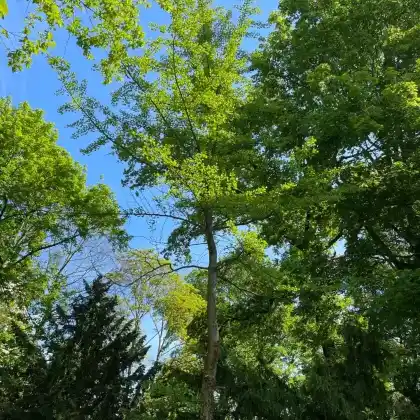 Foto von Ginkgobaum (Ginkgo biloba)