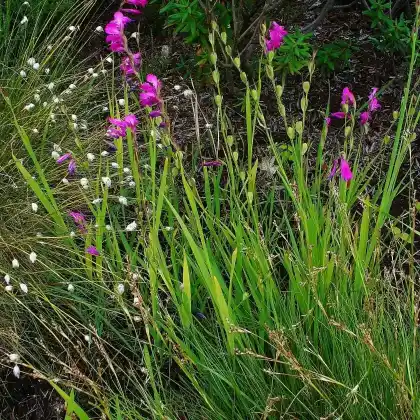 Foto von Sumpf-Siegwurz (Gladiolus palustris)