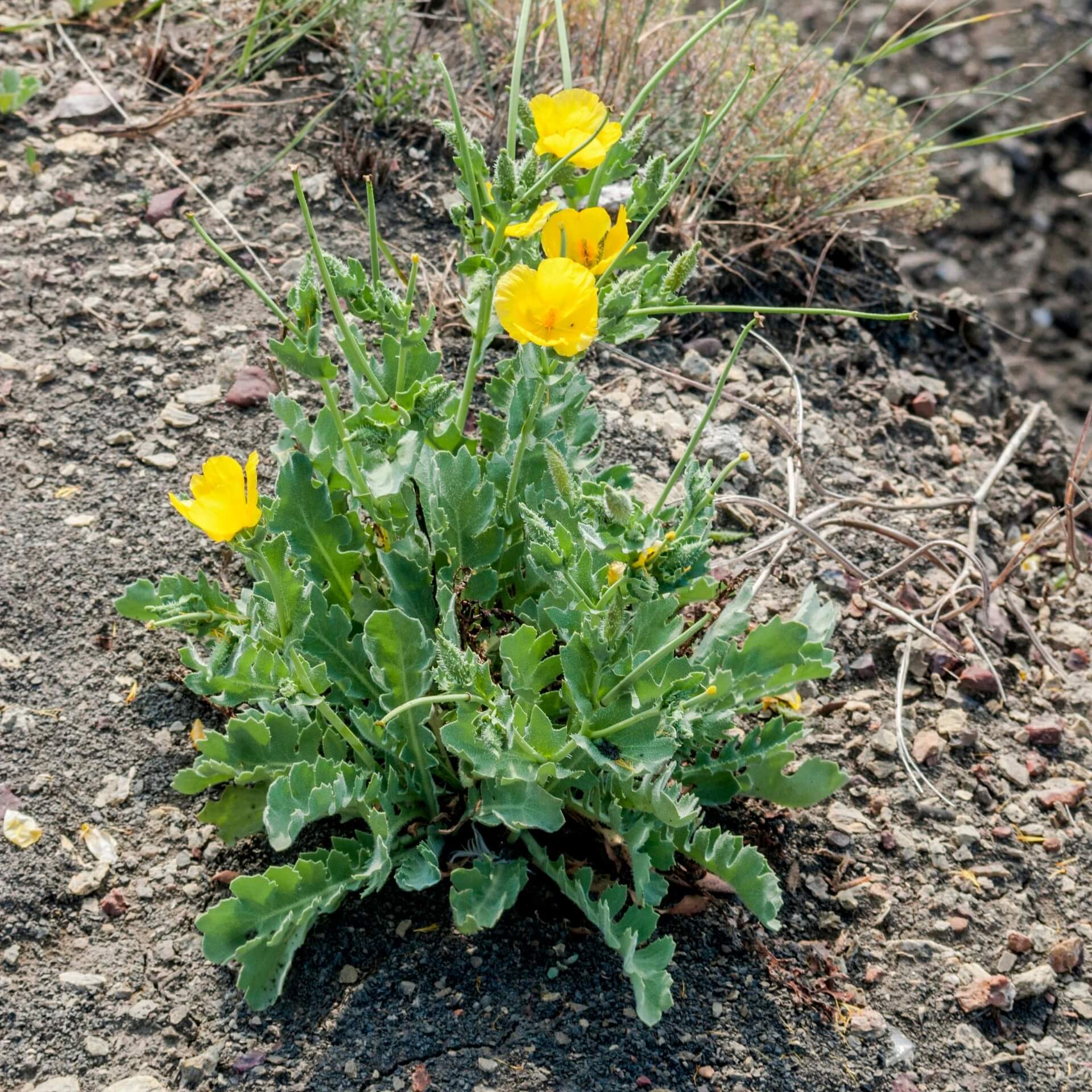 Gelber Hornmohn (Glaucium flavum)