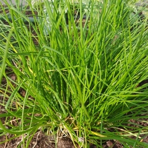 Allium schoenoprasum 'Corsican White'