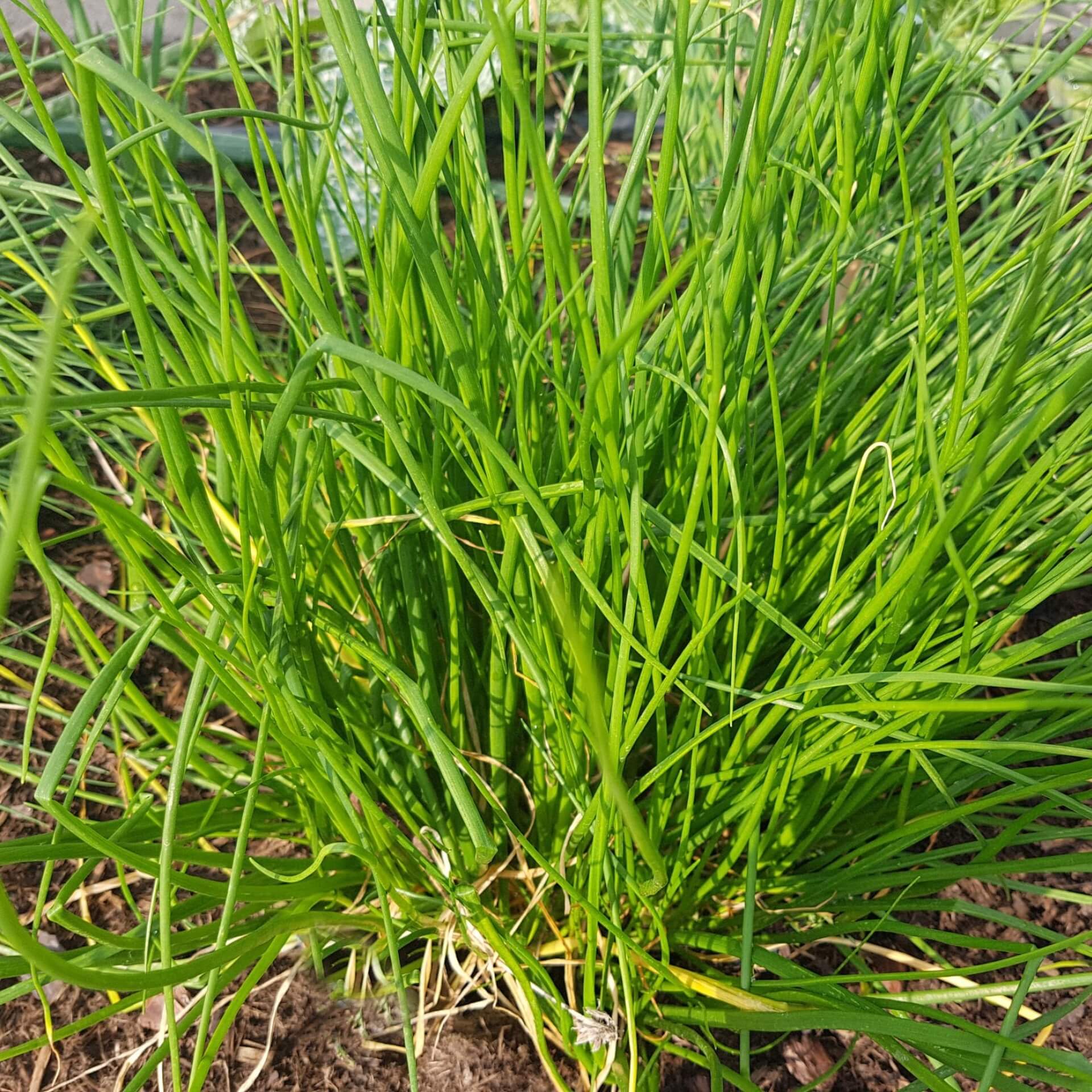 Weißer Schnittlauch (Allium schoenoprasum 'Corsican White')