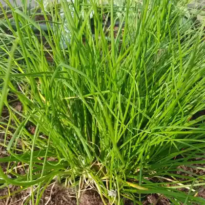 Foto von Weißer Schnittlauch (Allium schoenoprasum 'Corsican White')